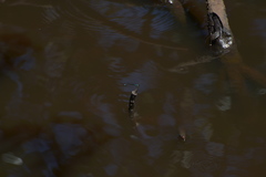 Ischnura heterosticta