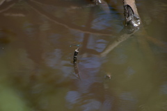 Ischnura heterosticta