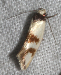 Antipterna trilicella
