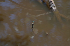 Ischnura heterosticta