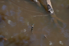 Ischnura heterosticta