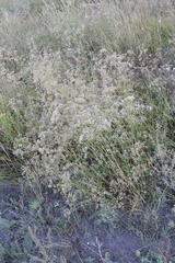 Gypsophila altissima