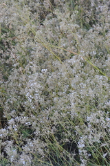 Gypsophila altissima