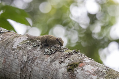 Paraxerus alexandri