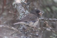 Junco hyemalis montanus