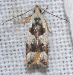Ardozyga voluta