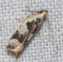Ardozyga voluta