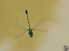 Burmagomphus vermicularis