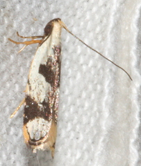 Ardozyga voluta
