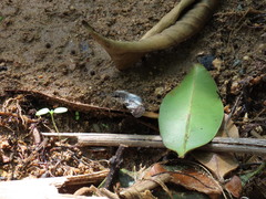 Chiomara georgina