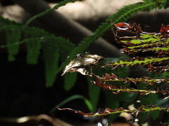Chiomara georgina