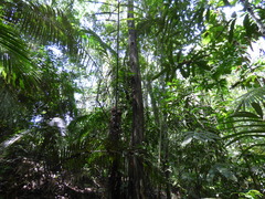 Minquartia guianensis