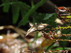 Chiomara georgina