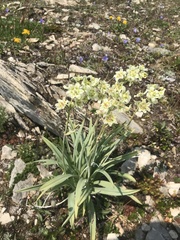 Anticlea elegans elegans