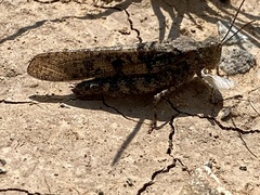 Circotettix undulatus