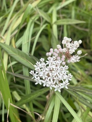 Asclepias perennis image