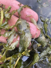 Potamogeton richardsonii