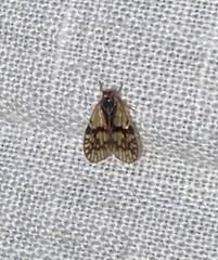 Bothriocera maculata