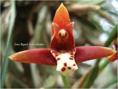 Maxillaria tenuifolia