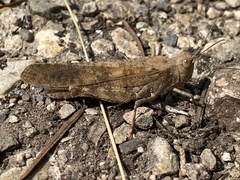 Circotettix undulatus