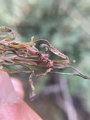 Potamogeton obtusifolius