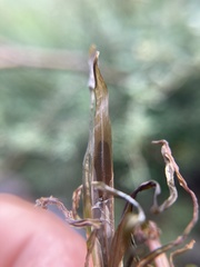 Potamogeton obtusifolius