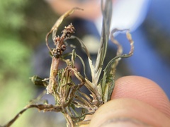 Potamogeton obtusifolius