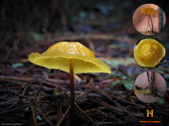 Hymenogloea papyracea