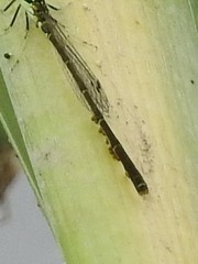 Arrenurus