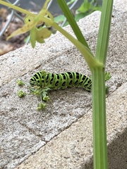 Papilio machaon hippocrates