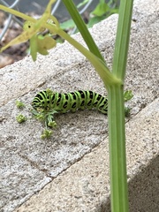 Papilio machaon hippocrates