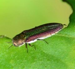 Agrilus rubrovittatus