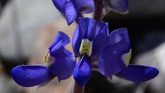 Lupinus havardii