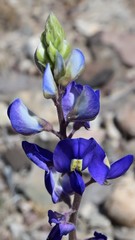 Lupinus havardii