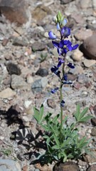 Lupinus havardii
