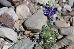 Lupinus havardii