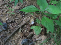 Consul excellens genini