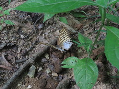 Consul excellens genini