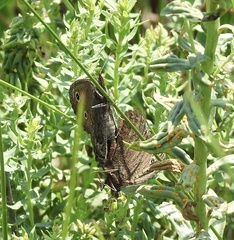 Cercyonis sthenele