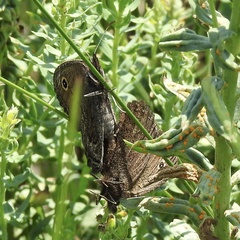 Cercyonis sthenele
