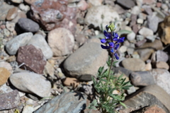 Lupinus havardii