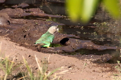 Poicephalus fuscicollis suahelicus
