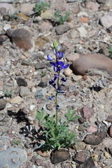 Lupinus havardii