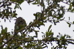Mimus polyglottos image