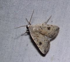 Micrathetis triplex