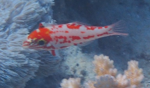 Choat's wrasse (Macropharyngodon choati) — Labridae — 5