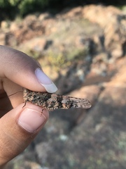 Trimerotropis saxatilis