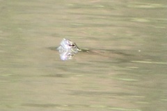 Trachemys scripta troostii