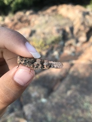 Trimerotropis saxatilis