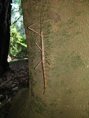 Heteronemia